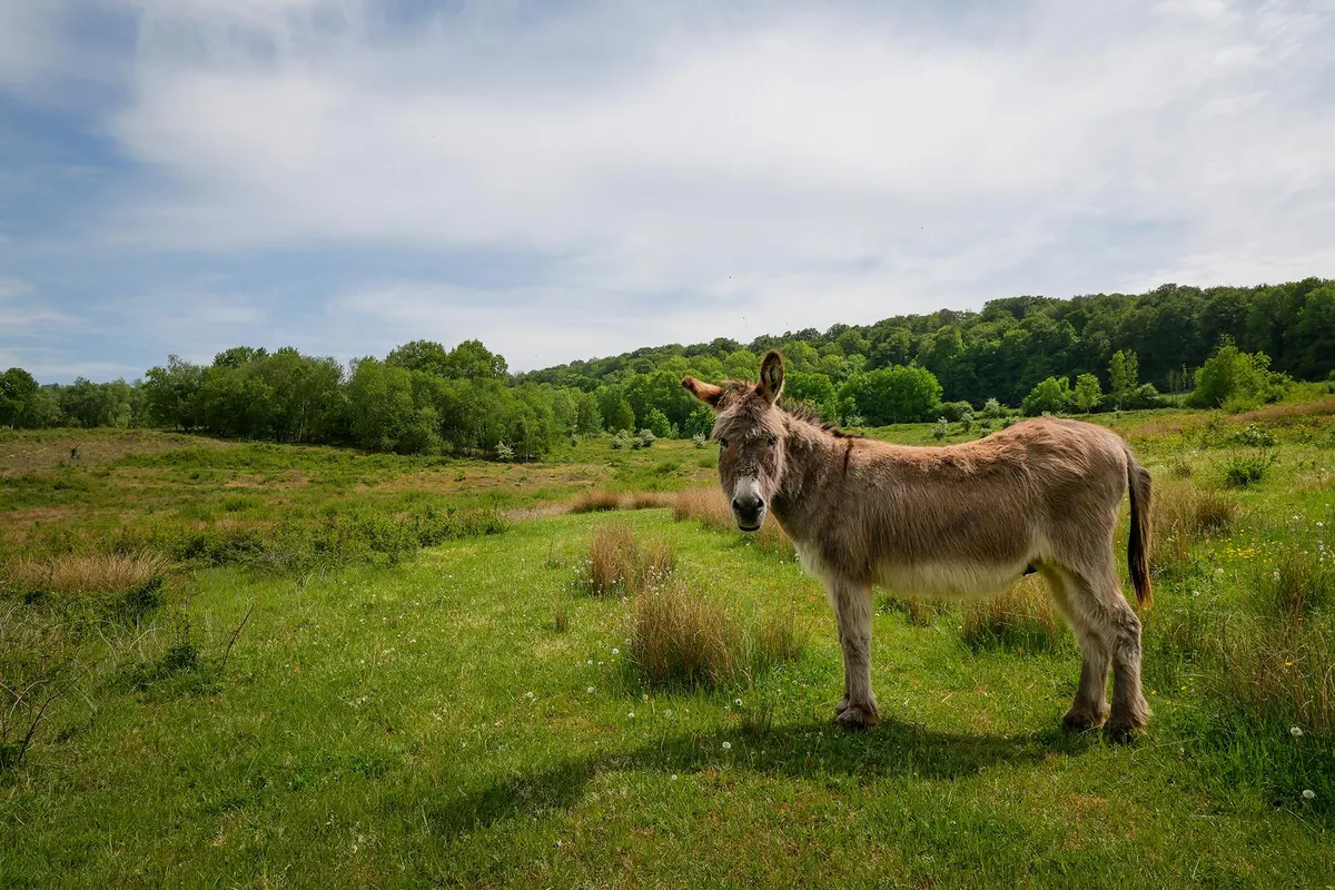 La Réserve naturelle de Musson