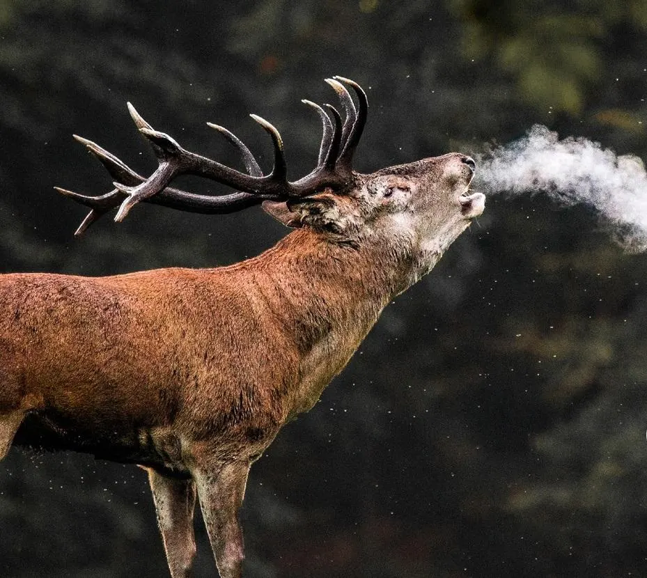 Venez écouter le brame du cerf