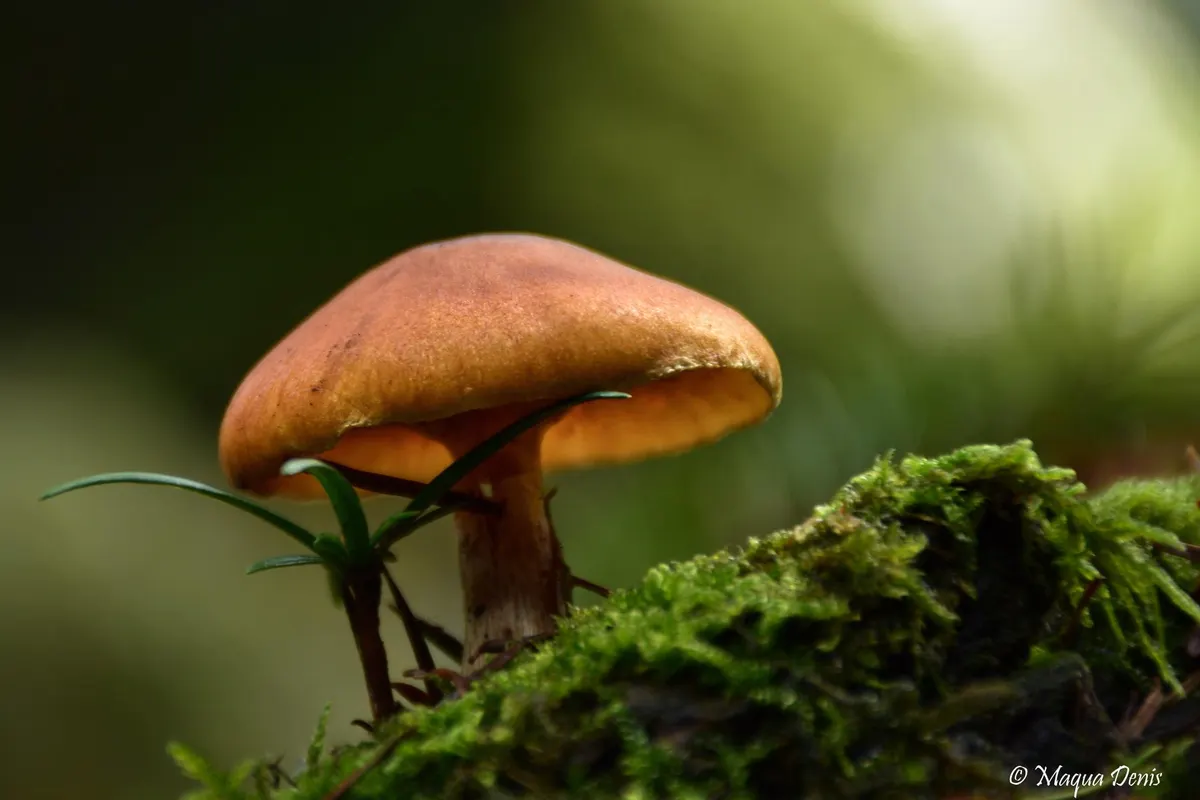 Balade aux champignons avec un guide nature, septembre 2026