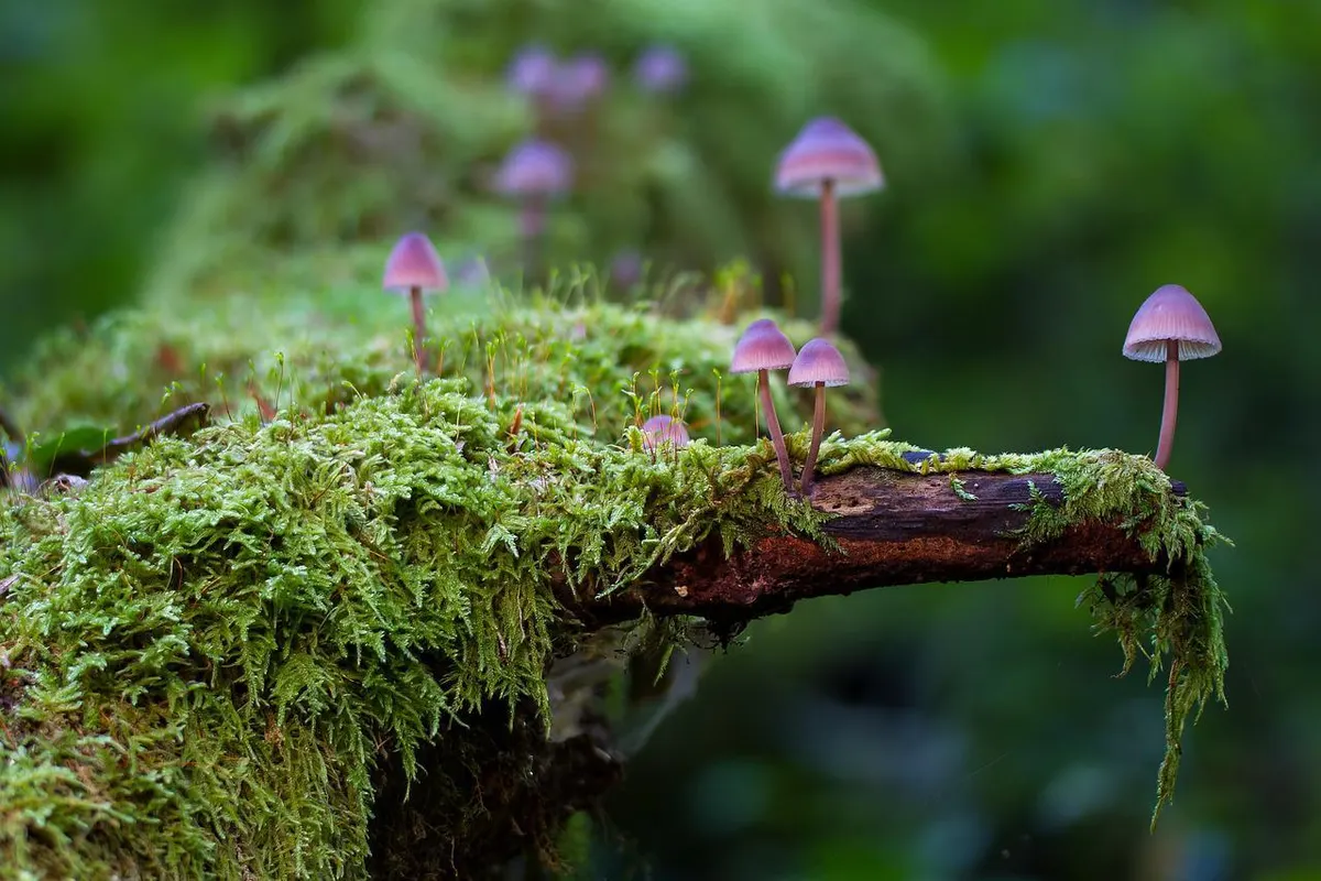 Balade mycologique d'automne : cueillir en sous-bois