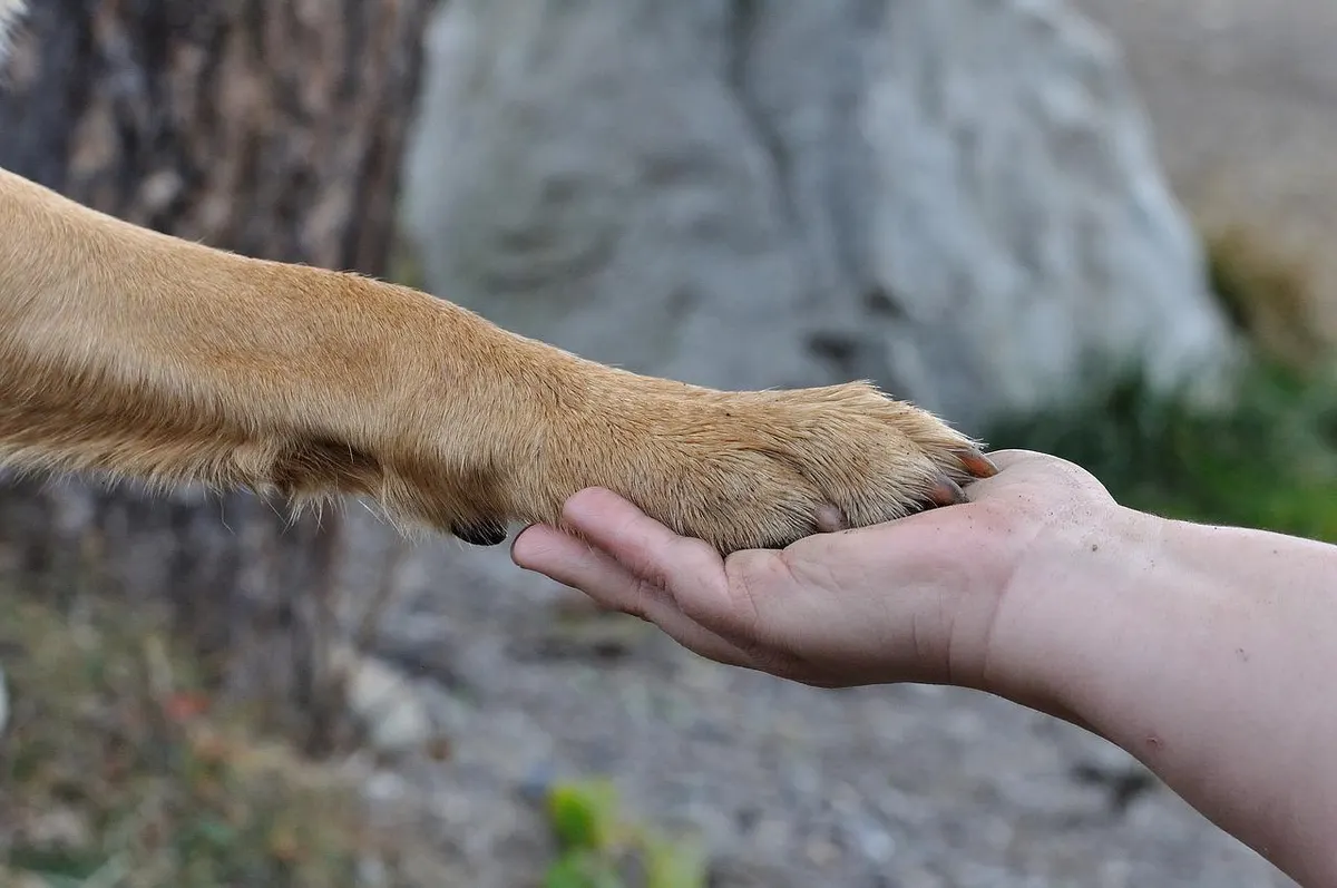 Wandeling met huisdieren