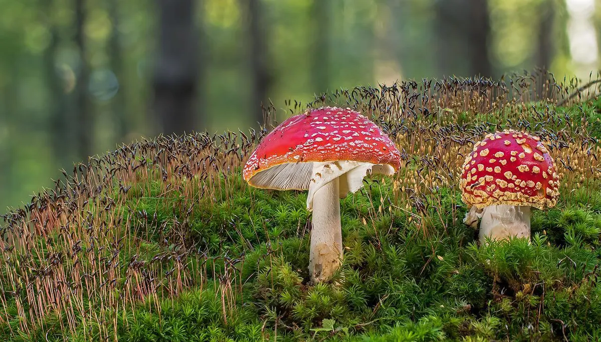 Balade mycologique guidée en forêt d'Herbeumont